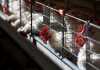 Good-management-key-to-poultry-farming-success