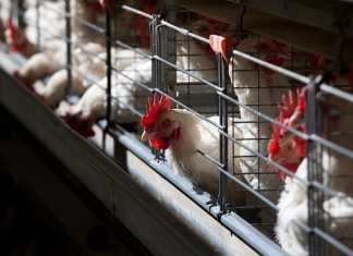 Good-management-key-to-poultry-farming-success