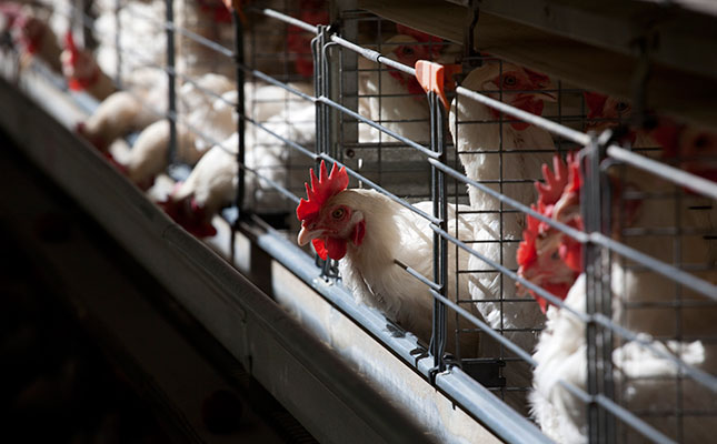 Good management: key to poultry farming success Good management: key to poultry farming success