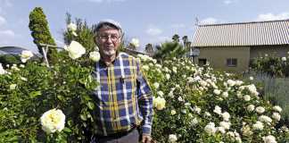 Ludwig’s Roses: For the love of the rose