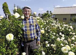Ludwig’s Roses: For the love of the rose