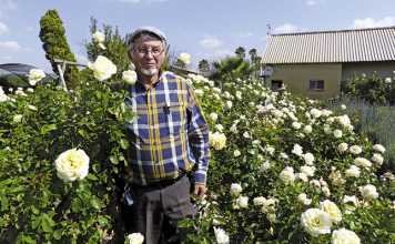 Ludwig’s Roses: For the love of the rose