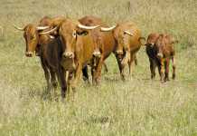 Red meat traceability: time to beef up the system