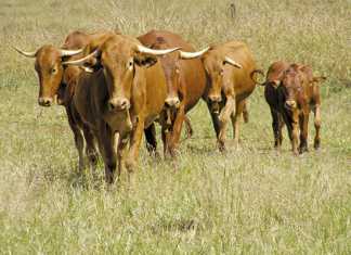 Red meat traceability: time to beef up the system