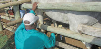 Career focus: Animal health Technician