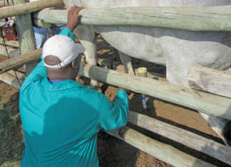 Career focus: Animal health Technician