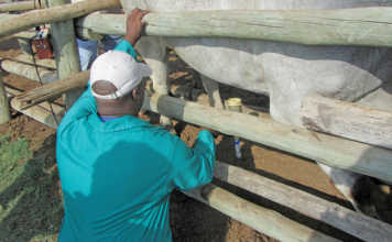 Career focus: Animal health Technician