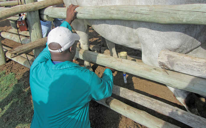 Career focus: Animal health Technician