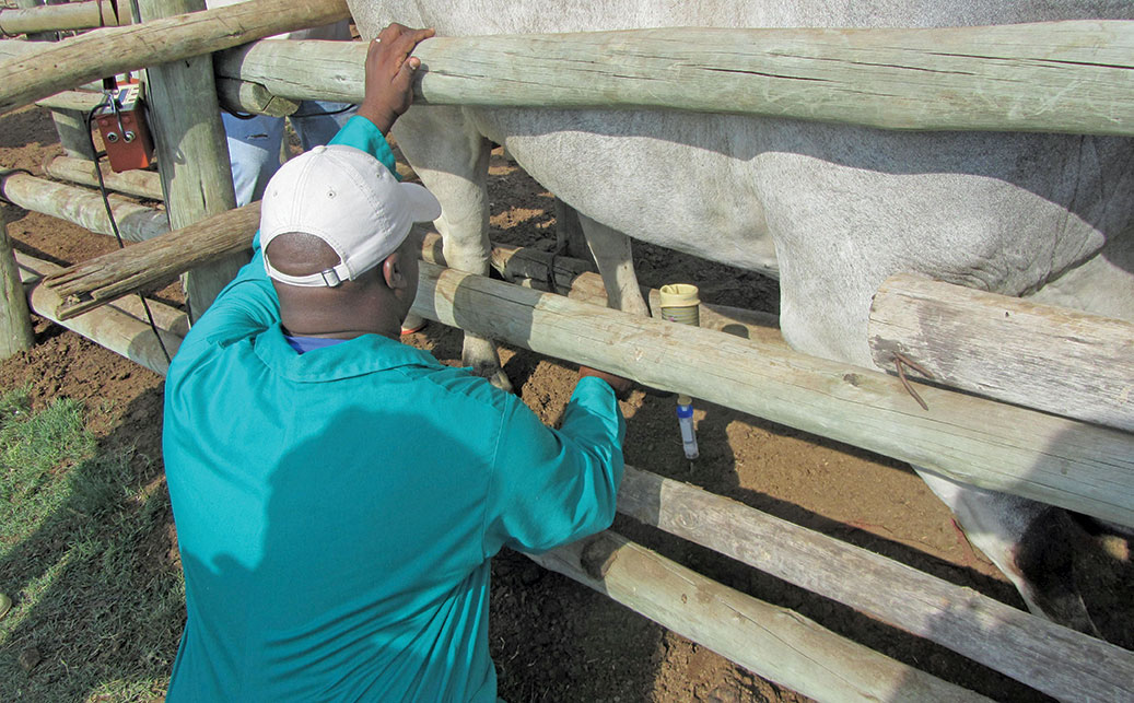 Career focus: Animal health Technician