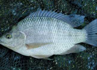 Juvenile-O-mossambicus-2