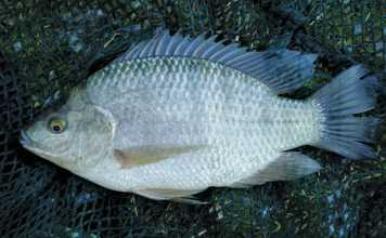 Juvenile-O-mossambicus-2