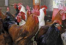 Retiring on free-range chickens