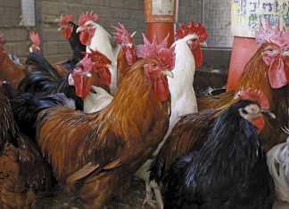 Retiring on free-range chickens