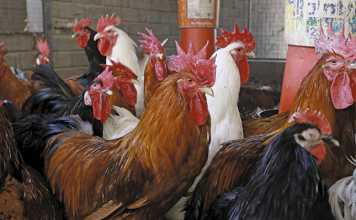 Retiring on free-range chickens