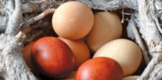 Why are eggs different colours?