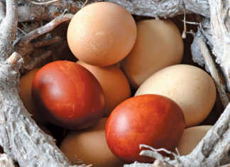 Why are eggs different colours?