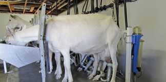 goat-farming-heritability