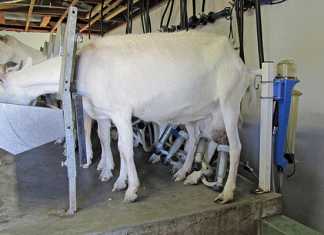 goat-farming-heritability
