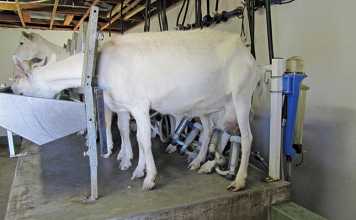 goat-farming-heritability