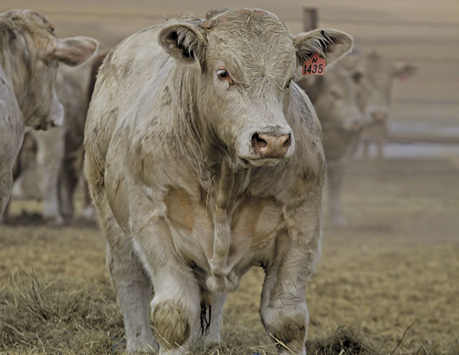 Charolais – adding weight to the industry