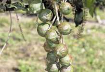 How teamwork works for KZN’s macadamia growers