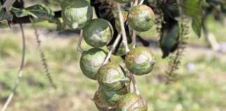 How teamwork works for KZN’s macadamia growers