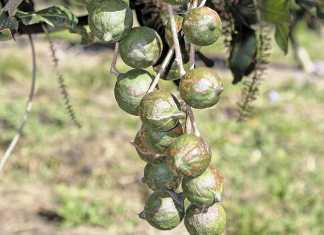 How teamwork works for KZN’s macadamia growers