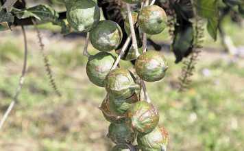 How teamwork works for KZN’s macadamia growers
