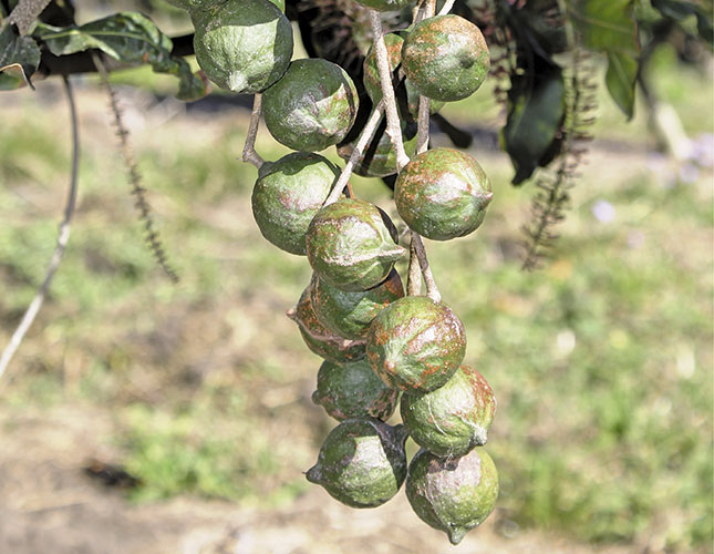 How teamwork works for KZN’s macadamia growers