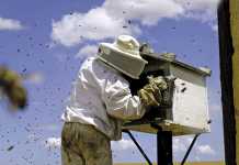 Simply adding value to honey