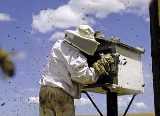 Simply adding value to honey