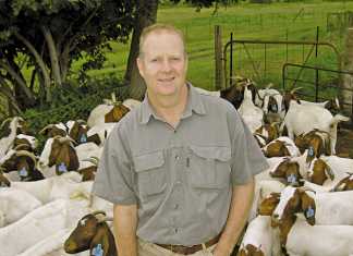 The Boer goat a winning investment