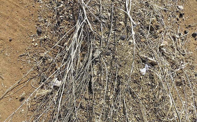 The value of bacteria The value of bacteria