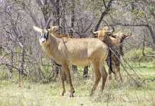 Breeding high value game species in North West