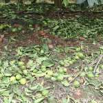 citrus-hail-damage
