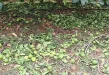 Hoedspruit hailstorm causes millions in damage citrus-hail-damage