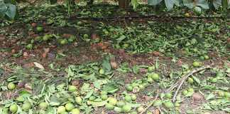 citrus-hail-damage