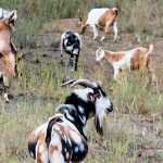 indigenous-veld-goats
