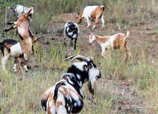 indigenous-veld-goats