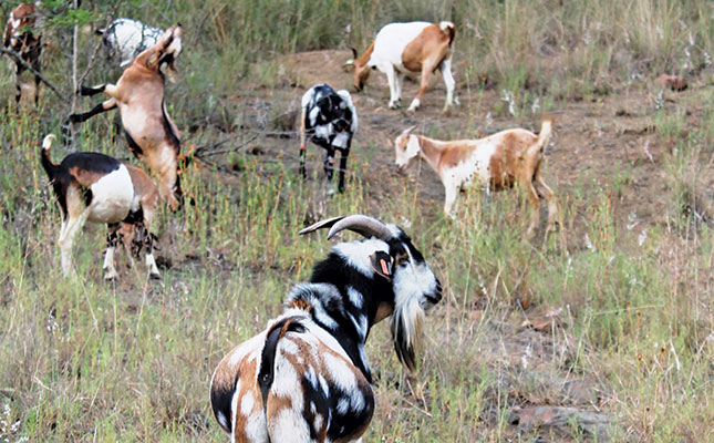 Goat farming: nutrition and veld management Goat farming: nutrition and veld management