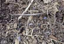 Useful soil organisms