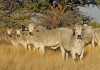 brahman-cattle-heinrich-bruwer-farmers-weekly