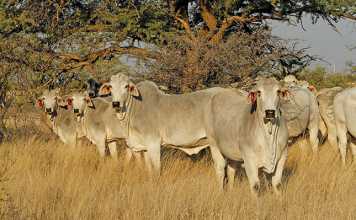 brahman-cattle-heinrich-bruwer-farmers-weekly