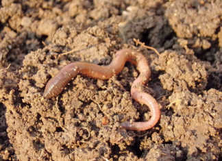 Earthworms: the farmer's best friend