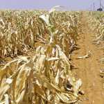 Coping with drought and planning ahead