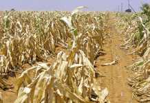 Coping with drought and planning ahead