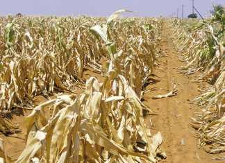 Coping with drought and planning ahead