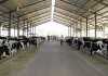 Kalundu Dairy Farm: Zambia's biggest dairy