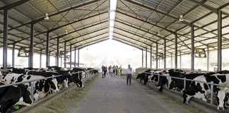 Kalundu Dairy Farm: Zambia's biggest dairy