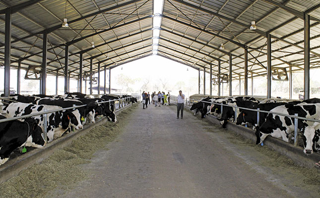 Kalundu Dairy Farm: Zambia’s biggest dairy